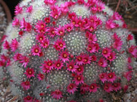 Mammillaria laui subsp. dasyacantha